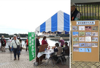 湖畔バードウォッチング