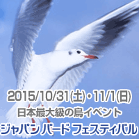 �W���p�� �o�[�h �t�F�X�e�B�o��