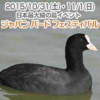 �W���p�� �o�[�h �t�F�X�e�B�o��